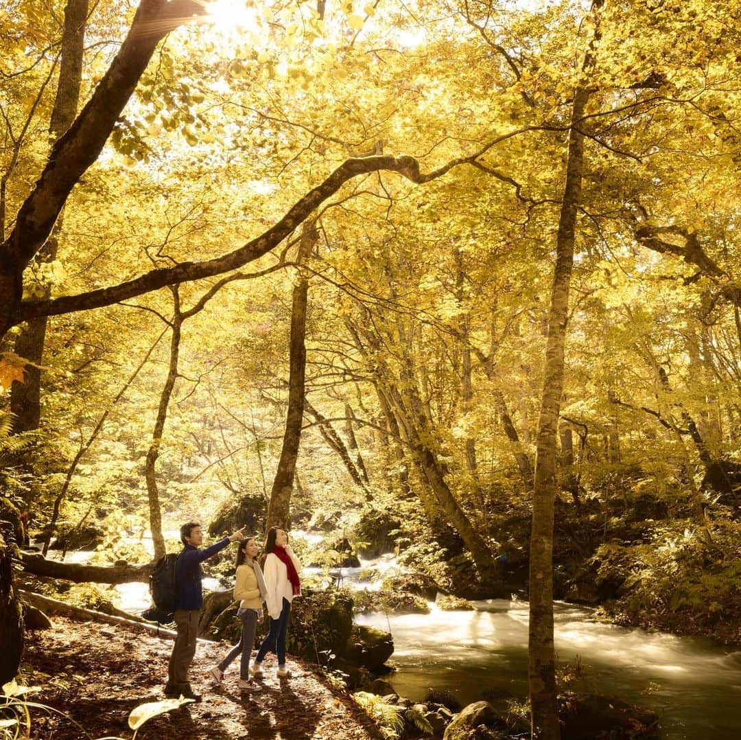 星野リゾートさんのインスタグラム写真 - (星野リゾートInstagram)「🍁﻿紅葉と渓流に包まれる秋🍁 ﻿ A peaceful early morning tour of the best autumn foliage spots for uninterrupted viewing.﻿ ﻿ 秋らしい気候になり、各地で紅葉シーズンに入りつつありますね。奥入瀬渓流周辺は、秋になると葉が黄色に色づく「黄葉」する森として知られ、日が差すと、森全体が金色に輝いて見えます。この景色は、世界でも見られる地域が限られているため貴重です。紅葉のピークは例年10月中旬から11月上旬。紅葉狩りの行き先としていかがでしょうか。﻿ ﻿ 「星野リゾート　奥入瀬渓流ホテル」では、紅葉シーズンの奥入瀬渓流エリアをより満喫していただきたいという思いから、様々なコンテンツをご用意しています。﻿ ﻿ ✔️早朝紅葉ツアー🌅﻿ 期間：10月12日〜11月5日﻿ ネイチャーガイドがその時期に一番美しい紅葉の見どころへ案内し、昼間とはまったく違った静けさや澄んだ空気を感じながら、紅葉を眺めることができます。﻿ ﻿ ✔️秋薫る至福の一杯☕️﻿ 期間：10月18日～10月25日﻿ 紅葉が見頃を迎える時期に、南八甲田山麓の紅葉名所「赤沼」で山一面の紅葉を眺めながら、オリジナルブレンドのコーヒーを味わう至福のひとときをご提供します。﻿ ﻿ ✔️奥入瀬ムービートリップ🎞﻿ 期間：10月26日～10月31日﻿ ネイチャーガイドが、撮影したい動画についてヒアリングし、その内容をもとに、撮影場所をご提案。秋の奥入瀬渓流旅行の思い出を動画で残してみませんか？﻿ ﻿ ぜひ紅葉美しい秋の奥入瀬渓流エリアにお越しください。﻿ ﻿ #HoshinoResorts #星野リゾート #奥入瀬渓流ホテル #OiraseKeiryuHotel #Aomori #Towada #Oirase #青森県 #十和田市 #奥入瀬渓流 #青森旅行 #aomoritrip #luxuryresort #JapaneseHotels #Hotspring #Onsen #travelJapan #ig_Japan #MyTinyAtlas #JapanTravel #紅葉 #青森紅葉 #赤沼 #十和田八幡平国立公園 #紅葉狩り #autumnleaves #nationalpark」10月18日 15時43分 - hoshinoresorts.official