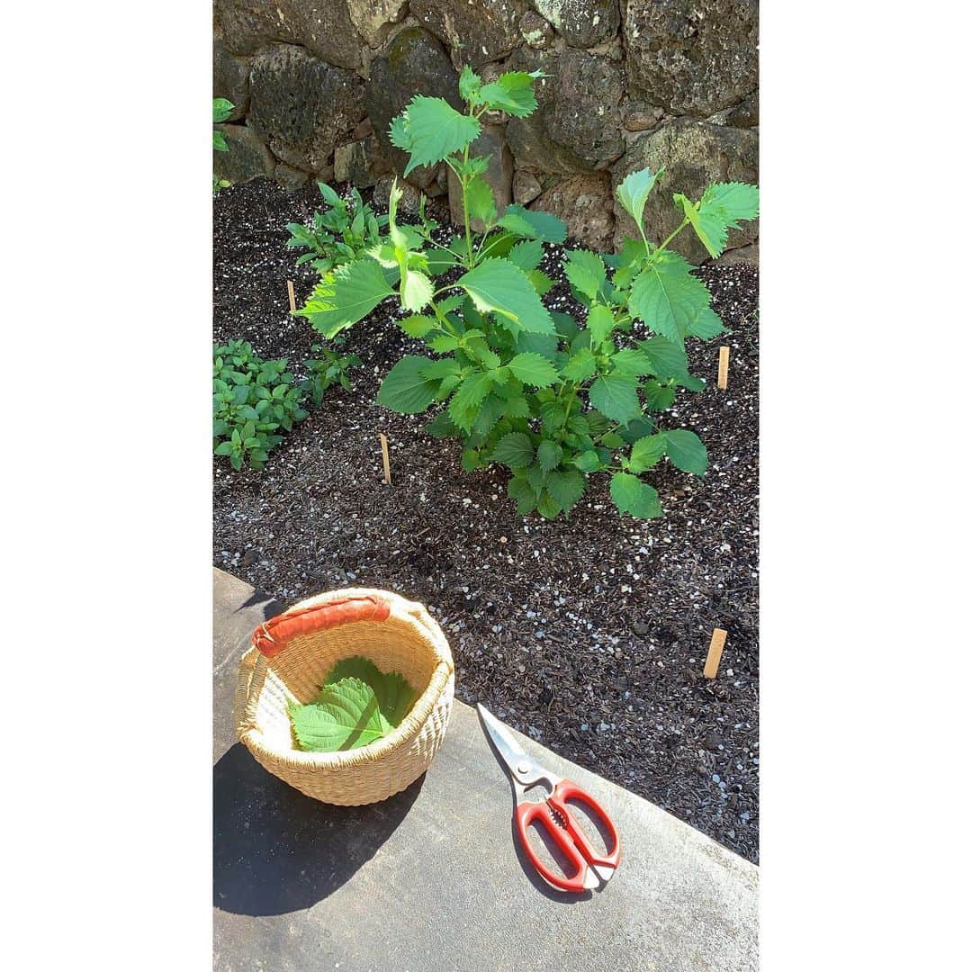 吉川ひなのさんのインスタグラム写真 - (吉川ひなのInstagram)「お庭で育ててるシソをお料理に❤︎ #HinanoSustainableLife」10月18日 11時35分 - hinanoyoshikawa