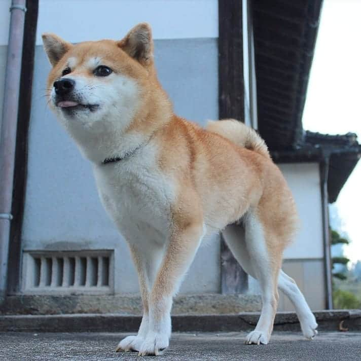 柴犬たま Shibainu Tamaさんのインスタグラム写真 - (柴犬たま Shibainu TamaInstagram)「* この写真は少し前だから、今の方がもう少しお腹大きくなってます💡あと、お腹の毛も少しずつ抜けてきてます😁 * Caption trans🇬🇧 This pic is Meekeh a while ago.  She now has a larger abdomen than this pic💡  Also her abdominal fur is missing😁 * #たま家族 #柴犬ミケ #妊婦ミケ #一眼レフ #一眼レフカメラ #舌ぺろ #かなりひし形 #柴犬 #shiba #shibainu #shibastagram #犬 #dog」10月18日 12時34分 - tama7653