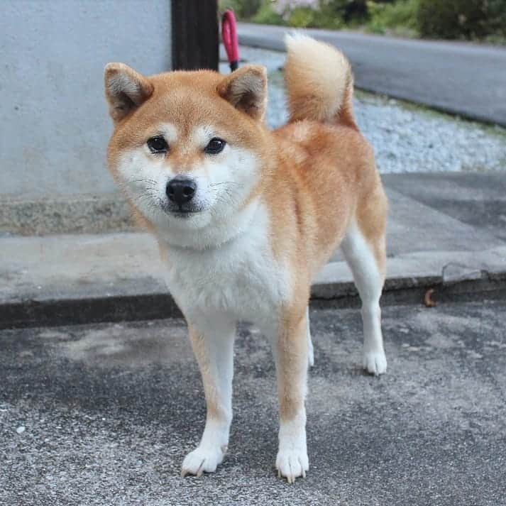 柴犬たま Shibainu Tamaさんのインスタグラム写真 - (柴犬たま Shibainu TamaInstagram)「* この写真は少し前だから、今の方がもう少しお腹大きくなってます💡あと、お腹の毛も少しずつ抜けてきてます😁 * Caption trans🇬🇧 This pic is Meekeh a while ago.  She now has a larger abdomen than this pic💡  Also her abdominal fur is missing😁 * #たま家族 #柴犬ミケ #妊婦ミケ #一眼レフ #一眼レフカメラ #舌ぺろ #かなりひし形 #柴犬 #shiba #shibainu #shibastagram #犬 #dog」10月18日 12時34分 - tama7653