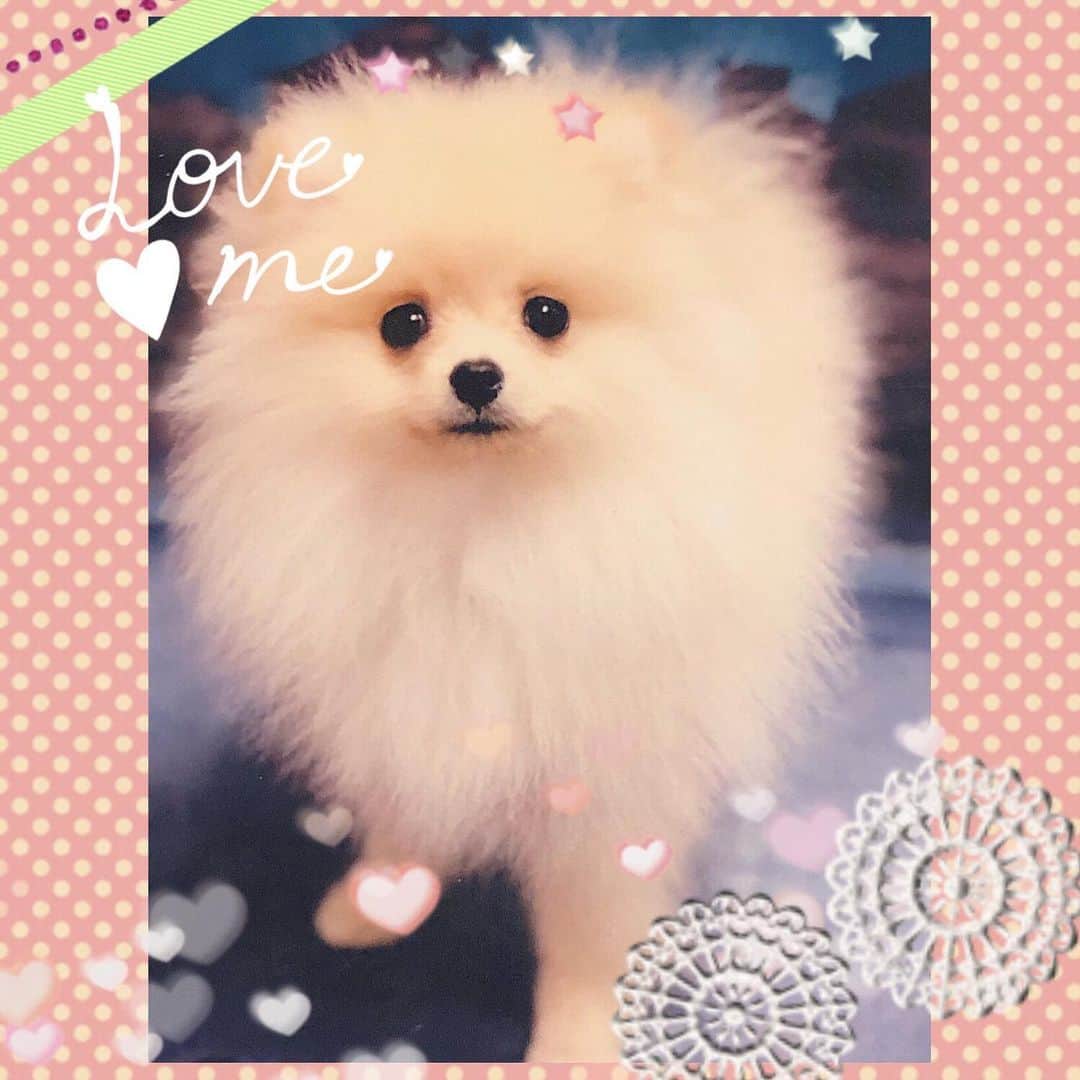 桜もこさんのインスタグラム写真 - (桜もこInstagram)「ぴぴちゃん🐶  #🐶 #ぴぴ #happy #pet #cute #❤️ #愛犬」10月18日 12時39分 - mokochan319