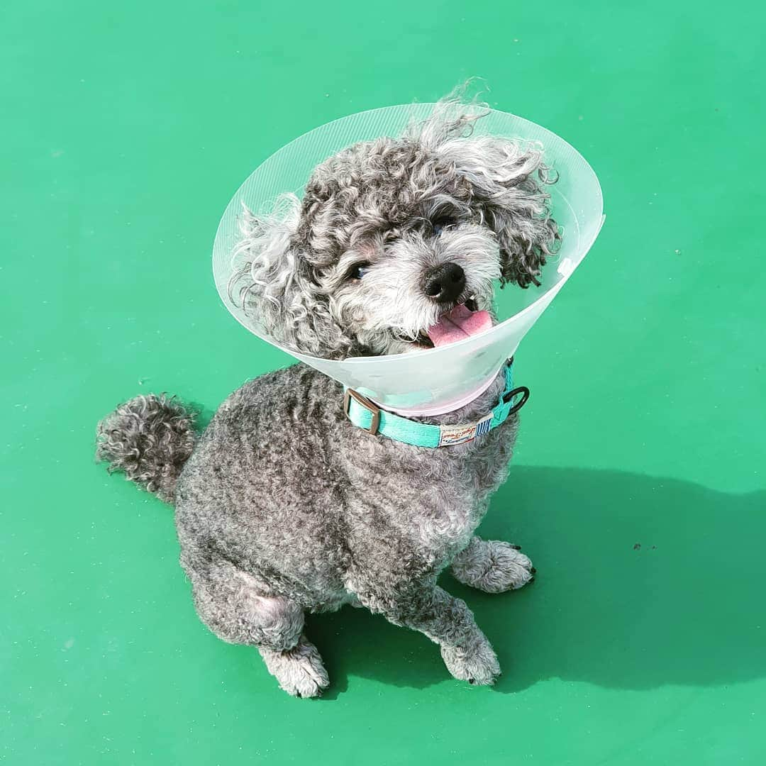 ショリさんのインスタグラム写真 - (ショリInstagram)「#니가좋으면나도좋아 🐩😍🐩😍」10月18日 13時12分 - shorrymm