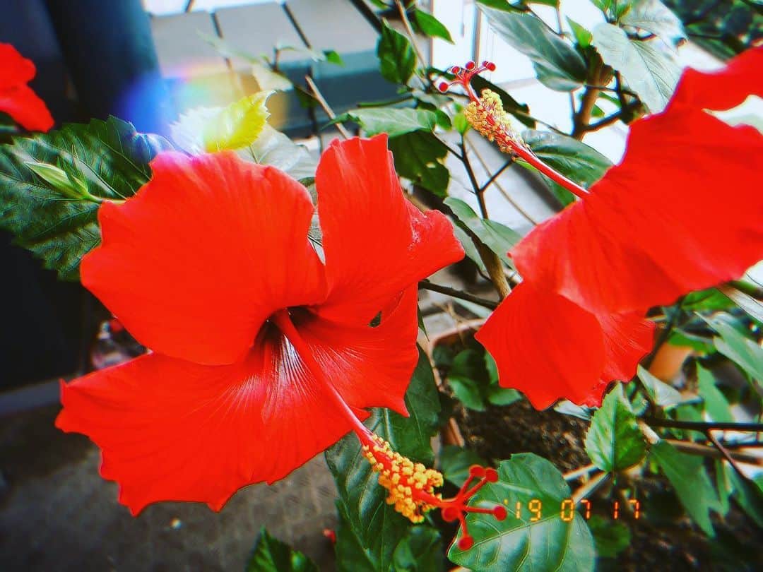 のインスタグラム：「🌺🌺❤️」
