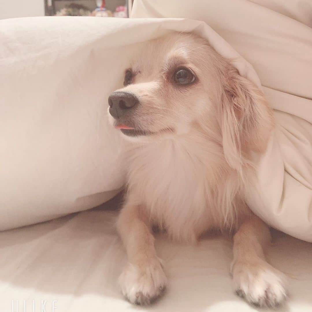 のインスタグラム：「あー、たまらん。  かわいすぎ。  うちの美人さん。  #犬 #愛犬  #ぴっぴ  #チワックス  #かわいい  #俳優」