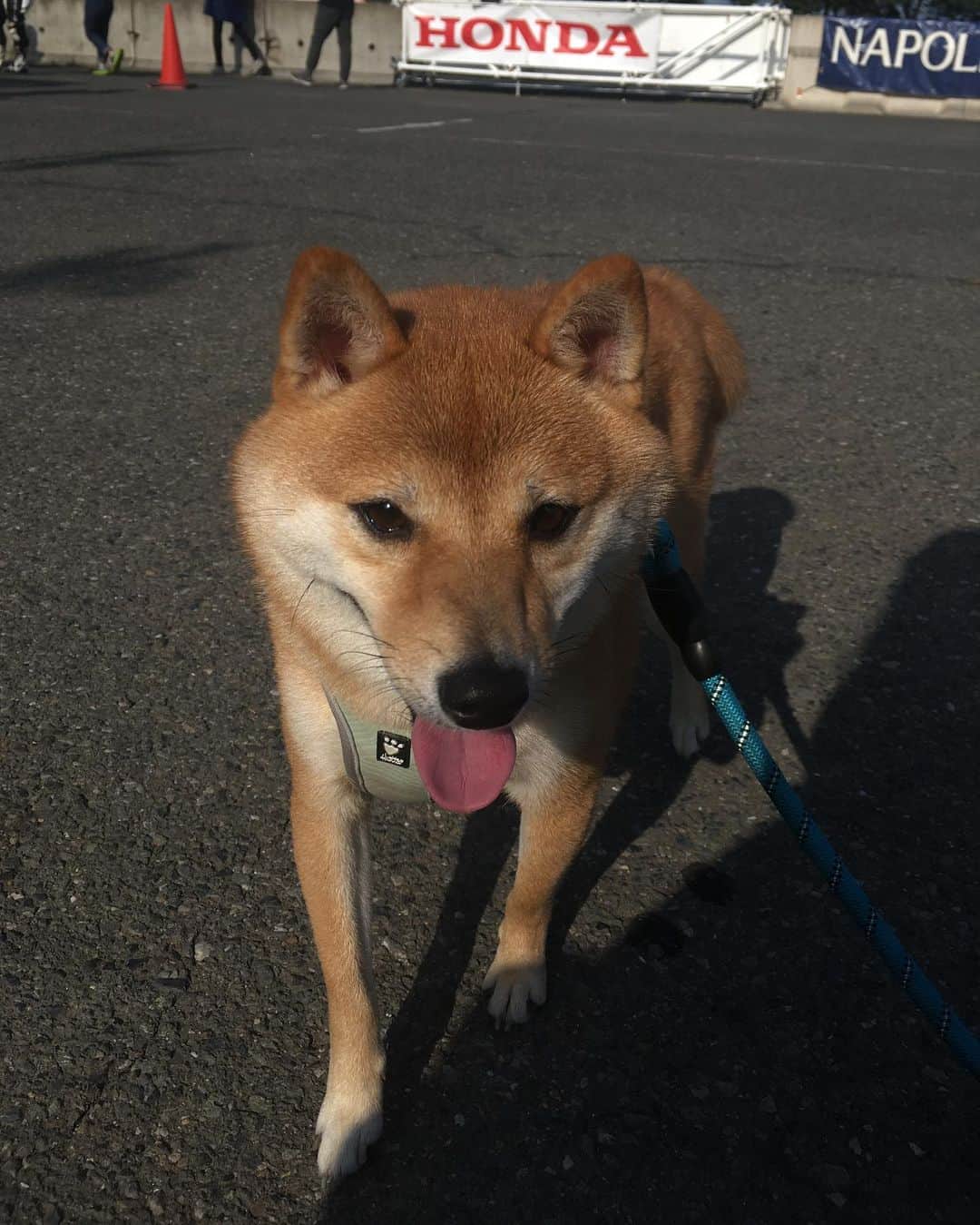 福山理子さんのインスタグラム写真 - (福山理子Instagram)「柴犬が欲しい... #柴犬」10月18日 16時40分 - rikofukuyama