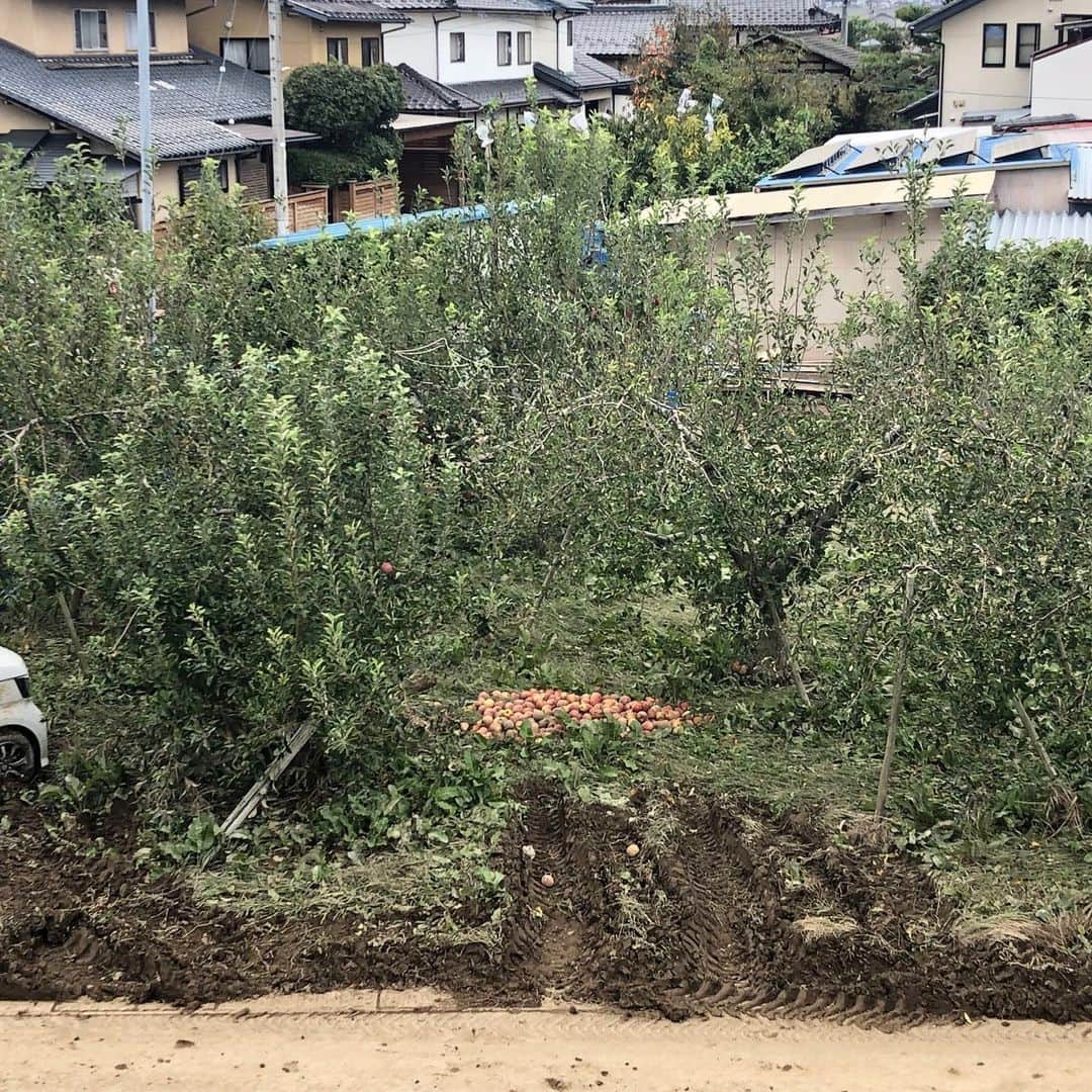 奥村奈津美さんのインスタグラム写真 - (奥村奈津美Instagram)「‪台風19号で甚大な被害を受けた長野へ行ってきました。‬ ‪千曲川の堤防が決壊した辺りを訪れると、リンゴ畑が広がっていました。収穫目前のリンゴですが、水に浸かったものは出荷できず、木自体もどうなるか分からないそうです。‬ 被災された方のお役に立てればと、NHK長野局の皆さんが総力取材した番組が今夜7時半から放送されます。ナレーションを担当させて頂きました。‪長野の皆さまに届きますように。。。#NHK長野　#知るしん　#台風19号　#りんご　#リンゴ ‪https://www4.nhk.or.jp/P2844/x/2019-10-18/21/39383/8203327/‬」10月18日 16時55分 - natsumi19820521
