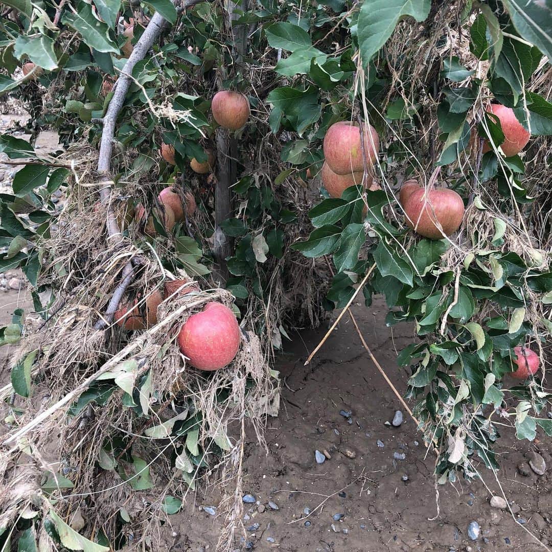 奥村奈津美さんのインスタグラム写真 - (奥村奈津美Instagram)「‪台風19号で甚大な被害を受けた長野へ行ってきました。‬ ‪千曲川の堤防が決壊した辺りを訪れると、リンゴ畑が広がっていました。収穫目前のリンゴですが、水に浸かったものは出荷できず、木自体もどうなるか分からないそうです。‬ 被災された方のお役に立てればと、NHK長野局の皆さんが総力取材した番組が今夜7時半から放送されます。ナレーションを担当させて頂きました。‪長野の皆さまに届きますように。。。#NHK長野　#知るしん　#台風19号　#りんご　#リンゴ ‪https://www4.nhk.or.jp/P2844/x/2019-10-18/21/39383/8203327/‬」10月18日 16時55分 - natsumi19820521