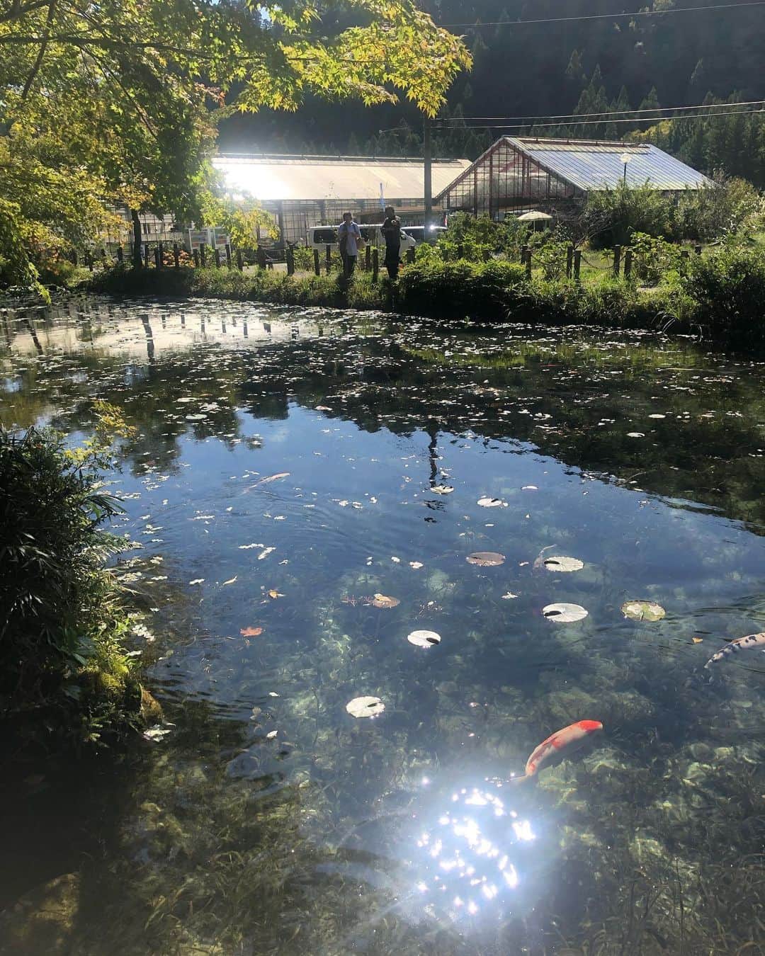 小野美公さんのインスタグラム写真 - (小野美公Instagram)「綺麗すぎた🙏 やっぱ、自然が大好き。 だいたい水辺が好き🥺❤️ 全力で魚座気取って生きていく🥺💓🌈‼️🙌 .  #モネの池」10月18日 17時27分 - mikuhead