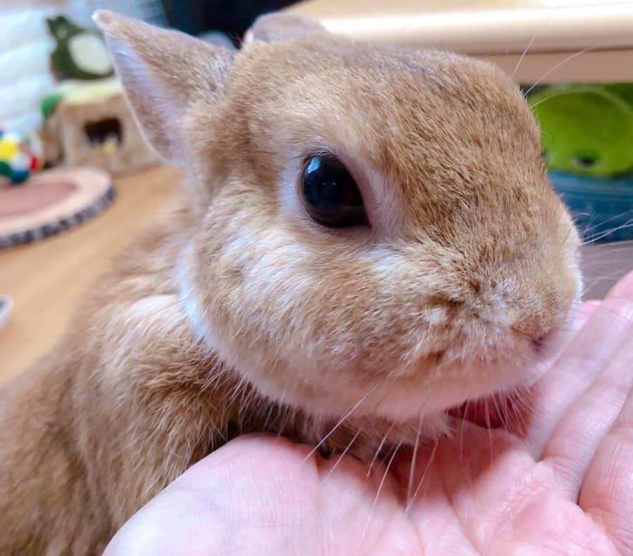 ラン?さんのインスタグラム写真 - (ラン?Instagram)「今朝のランです🐰💗 寒いのでモフモフ♡なでなでしていたら、おてて❤おてて❤おやつおやつ❤とクンクンされました😊笑 サラダ菜とおやつのパインも少しだけ食べました( ˙꒳˙ ) ☆ ママんは#gu のグレムリントレーナーがお気に入りw ☆ #うさぎ #ネザーランドドワーフ #rabbit #bunny #bunnystagram  #rabbitstagram  #cute  #かわいい #ふわもこ部  #もふもふ  #zip写真部  #アニマル写真部 #instagramjapan #netherlanddwarf #うさぎと暮らす  #うさぎのいる暮らし #癒し #kawaii #ランちゃん  2019.10.18」10月18日 17時37分 - mofumofuusako