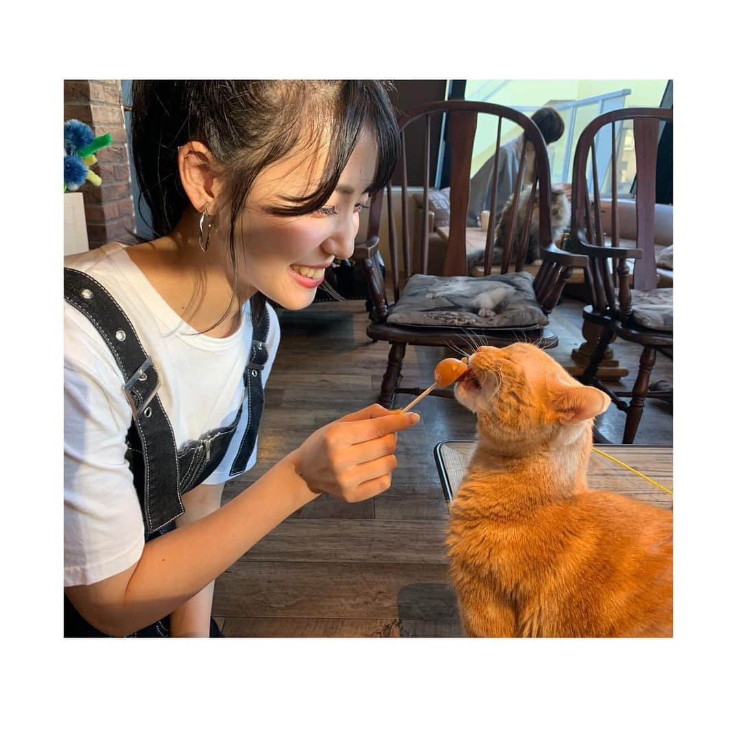 下尾みうさんのインスタグラム写真 - (下尾みうInstagram)「久々にパルに会ったよ😭  あ。エイトにも🐶💋 でも、他の猫ちゃんとの写真を😅  #猫 #にゃんすたぐらむ  #AKB48 #miushitao #下尾みう」10月18日 17時48分 - miumiu1343