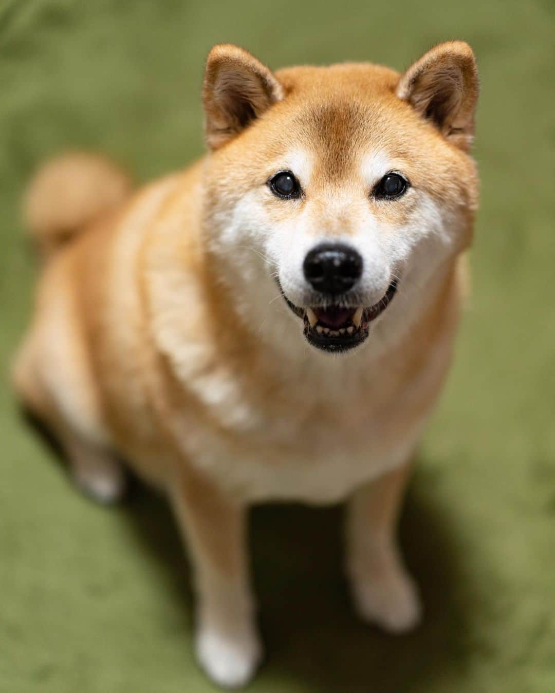 まる（まるたろう）さんのインスタグラム写真 - (まる（まるたろう）Instagram)「Thank you for your hard work.✨🐶✨金曜日おつまる〜 #今週は色々大変だったね #今日はお風呂入ってゆっくりしよ #また明日から頑張ればいいいさ #今日はあったかいおうどんでも食べて #頑張りすぎないでね」10月18日 18時56分 - marutaro