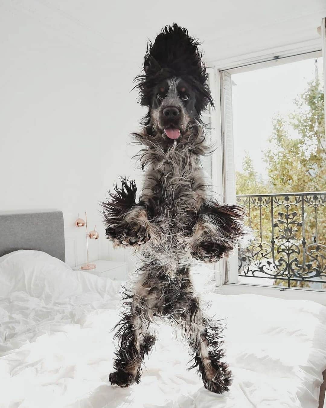 Instagramさんのインスタグラム写真 - (InstagramInstagram)「Today’s #WeeklyFluff is defying gravity. Meet Narcos (@narcos_cockerspaniel): He’s a happy, expressive and active dog who loves to fly.⁣ ⁣ Photo by @narcos_cockerspaniel」10月19日 0時59分 - instagram