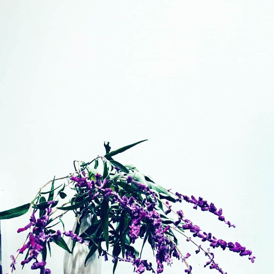 のインスタグラム：「Mexican sage🌿 瑞々しい香り、癒し 抗菌作用🙌🏻 #mexicanbushsage#amethystsage  #herb#organicflowers#asmrrelaxation」