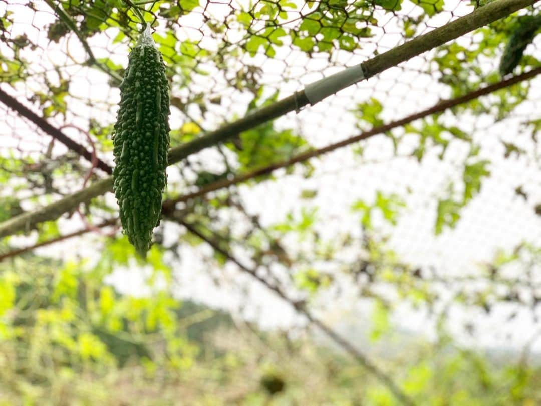 遊海 Yuumiさんのインスタグラム写真 - (遊海 YuumiInstagram)「Fresh vegetable from Garden 🥗❤️ experience the nature life @inaka_tourism @misugi_resort  #inakatourism #misugiresort #hinotanionsen #misugi #美杉　#若宮八幡宮　#美杉リゾート　#自然　#森林　#日本の文化　#misugiforest」10月18日 20時01分 - yuumi_kato