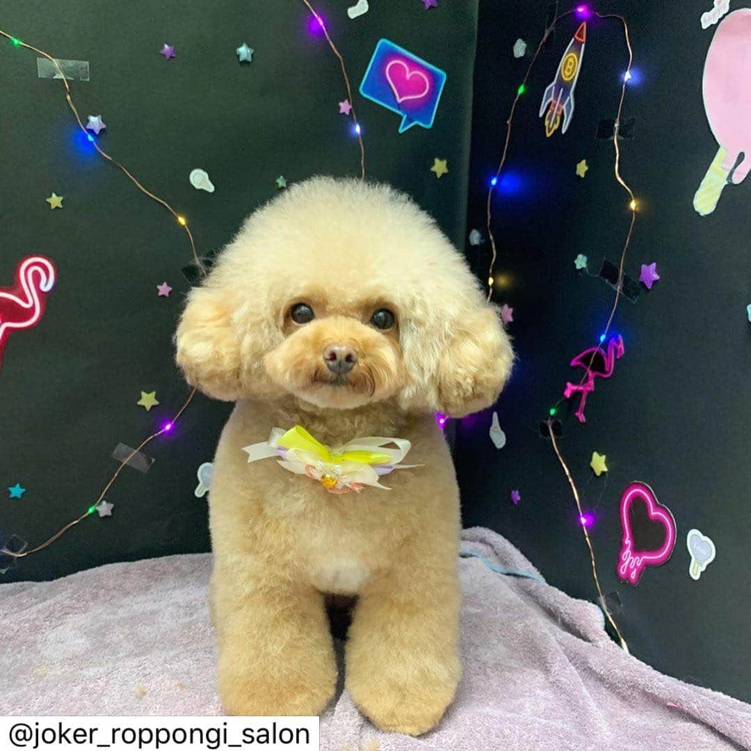 のインスタグラム：「まろんちゃんの可愛い写真を投稿してもらいました❤️❤️ いつも大勢でお世話になってます😍 次回はおちび達をよろしくお願いします💓 ・ マロンちゃん😌🙌 今回もお写真とっても上手！✨✨ ・ りんごの酵素の炭酸浴に一緒に入っているのはひなちゃん❤️ 2人ともジョーカー六本木店の出身です😃✨ ひなちゃんは出産してママになってとってもいいママをしていますね😆‼️ 次回はパピーちゃん達も初全身カットしますので、楽しみですね😍😍 ・ またのご来店お待ちしております☺️⭐️ #ジョーカー #ジョーカー六本木ヒルズ店 #トリミングサロン #犬 #癒し #トイプードル #ふわふわ #もこもこ #プードルカットスタイル #ふわもこ部 #プードル部 #かわいい #泡風呂 #ジョーカー六本木店出身  #joker #roppongi #roppongihills #dog #salon #toypoodle」