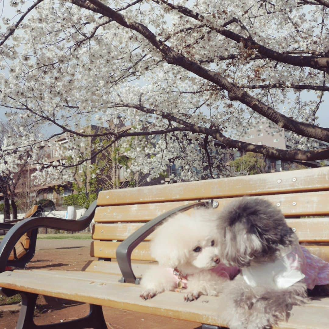 土岐田麗子さんのインスタグラム写真 - (土岐田麗子Instagram)「桜の木の下で見つめ合う2人♡ 近所の公園 いつものお散歩コース でもこの後すぐお引越しを控えていたので毎年ここで見る桜とも，ここの桜とのほっこり写真ともサヨナラだな〜なんて思いながら撮ったお写真 愛おしい2人♡  今年に入ってからずーっとサボっていたインスタを，また年が変わってしまう前にカワイイ思い出写真だけでも追いつかせよう!なんて勝手にあわてたくせに，また密かにサボる。  #桜#平成最後の桜 #かわいい2人 #サボり癖 #instadiary #dog#lovedog#wanko#lovewanko#dogstagram#instadog#petstagram#instapet#dogslife#todayswanko#mybaby#myfamily#love#toypoodle」10月18日 20時33分 - reli0531