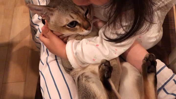 モルト♡Malt(Singapuracat)のインスタグラム：「ぎゅー👧🏻💞😸 * 妹ちゃんに構ってもらえると嬉しくて『う"ぅッ』って声が漏れるモルちゃん。 * * お風呂後ドライヤー前にソファで寝落ちしてボサボサヘアな妹ちゃん🍃 * 後半は謎の笑いのツボに戸惑うモルト＆ママ🙊」