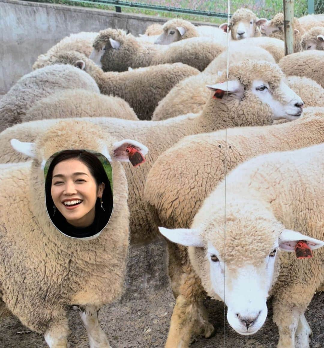 佐藤美樹さんのインスタグラム写真 - (佐藤美樹Instagram)「羊🐏、牛🐂、ミルク🥛etc.こどもの国牧場を満喫したハマナビは明日放送です☺️ ･*:.｡ ｡.:*･ﾟ✽.｡.:*・ﾟ ✽.｡.:*・ﾟ ✽.｡.:*・ﾟ #雪印こどもの国牧場  #牧場が似合うアナウンサー自称 #動物好き  #自然好き  #牧場のソフトクリーム最強  #私の癒し  #お婆ちゃん  #会いたい人  #帰省したい  #顔はめパネル  #ロケ  #フリーアナウンサー  #女子アナ  #佐藤美樹」10月18日 21時31分 - satomiki0224