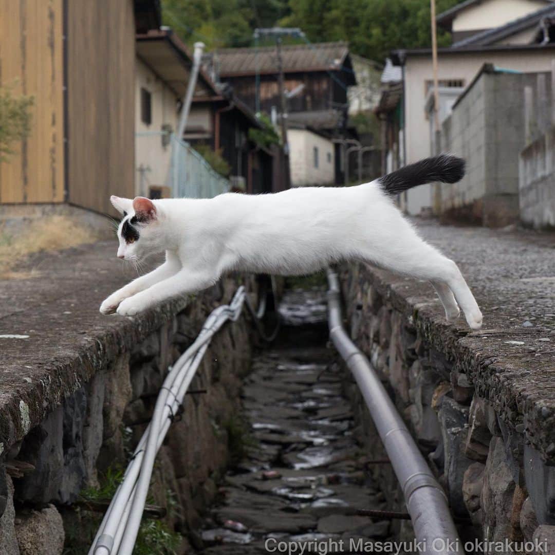 Masayukiさんのインスタグラム写真 - (MasayukiInstagram)「ねこの橋。  #cat #ねこ」10月18日 21時33分 - okirakuoki