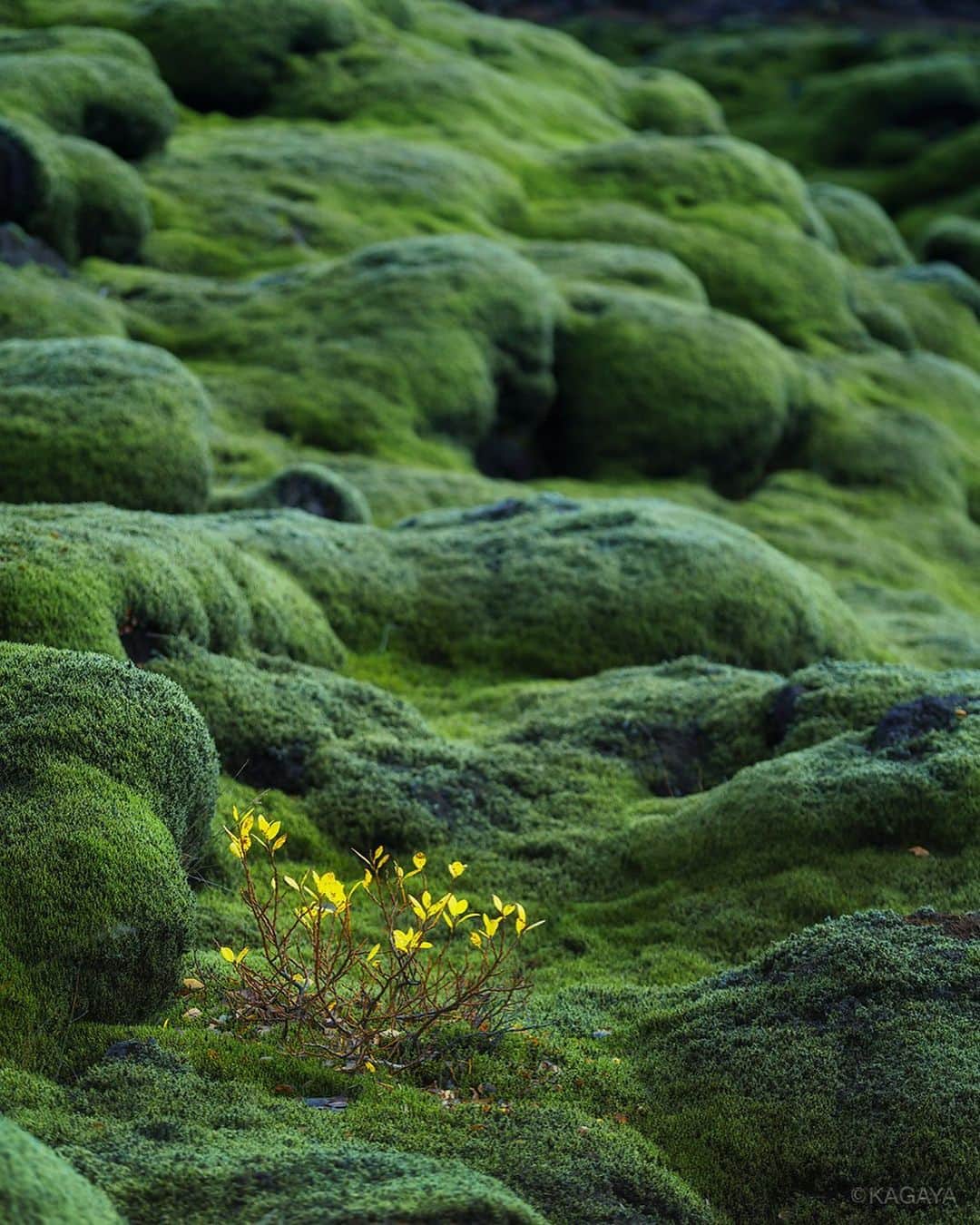 Kagayaさんのインスタグラム写真 Kagayainstagram 一面 緑の苔で覆われた溶岩の平原 先日のkagaya同行 アイスランド 星空絶景とオーロラ撮影 のツアー道中にて撮影 Iceland 10月18日 21時51分 Kagaya