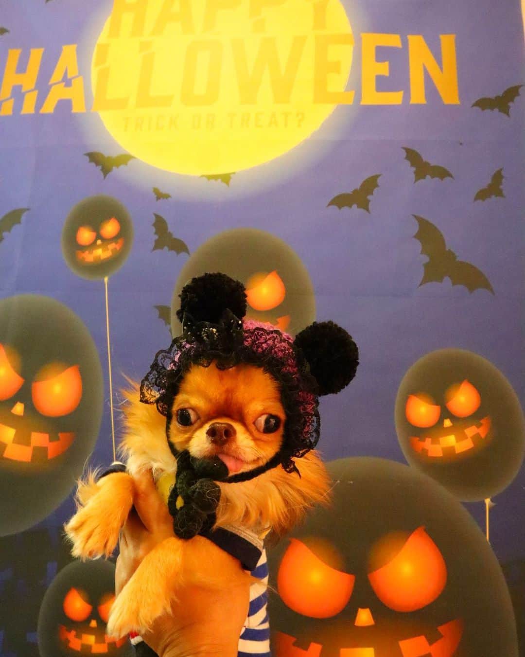 kayoのインスタグラム：「* * オバケの一員みたいな くりお😂👻🎃🦇🕸 * * kulio❤️👻 * * #ハロウィン #Halloween * #chihuahua#chihuahualove#dogstgram#dog#instadog#チワワ#チワワ大好き * *」