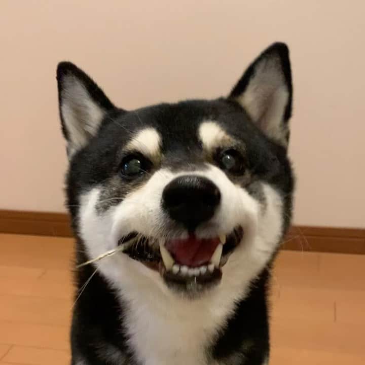 のインスタグラム：「お魚くわえた豆太郎🐟👅 #煮干し大好き犬 #kuroshiba #blackshiba #shibainu #shibastagram #instadog #dogstagram #柴犬 #黒柴 #黑柴 #日本犬 #和犬 #癒し犬 #いぬら部 #ふわもこ部 #柴犬部 #モフモフ生命体 #柴犬のいる暮らし #柴犬のいる生活 #わんこのいる暮らし #わんこのいる生活 #わんこと一緒 #わんダ動 #わんだふるJapan」