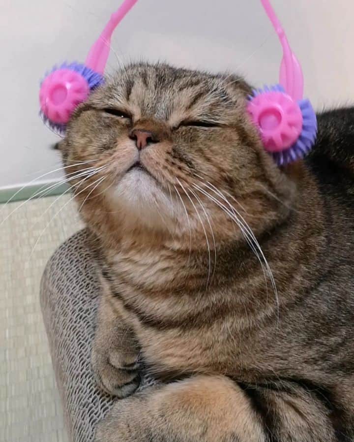 寅次郎（とらちゃん）のインスタグラム