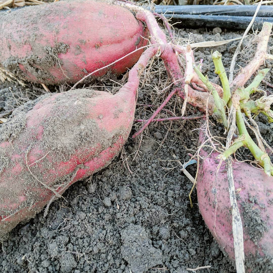焼肉らんどのグルメインスタ