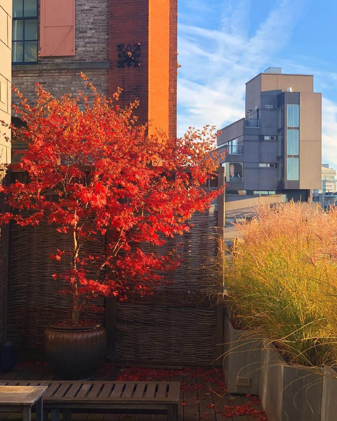 イマン・アブドゥルマジドさんのインスタグラム写真 - (イマン・アブドゥルマジドInstagram)「Fall colors NYC! #Fall」10月19日 3時56分 - the_real_iman