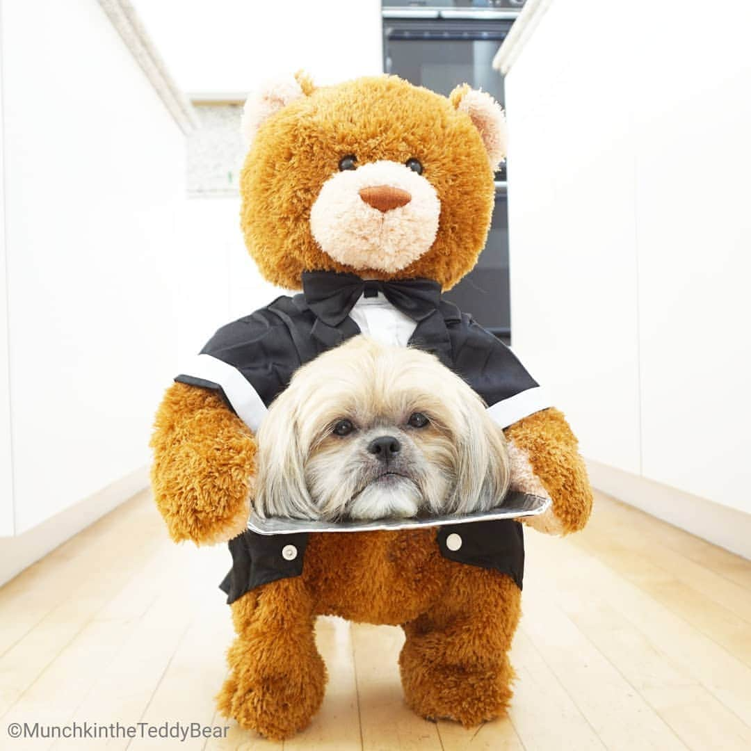 Original Teddy Bear Dogさんのインスタグラム写真 - (Original Teddy Bear DogInstagram)「#fbf to last years Halloween costume 🎃 HALP 😱 swipe for video」10月19日 5時28分 - munchkintheteddybear