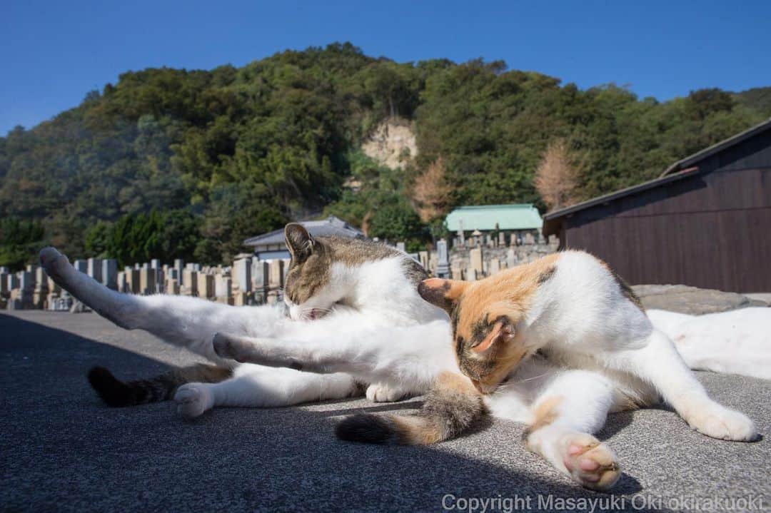 Masayukiさんのインスタグラム写真 - (MasayukiInstagram)「足をそろえる。  おはようございます。 Good morning from Tokyo Japan 🐌  #cat #ねこ」10月19日 7時57分 - okirakuoki