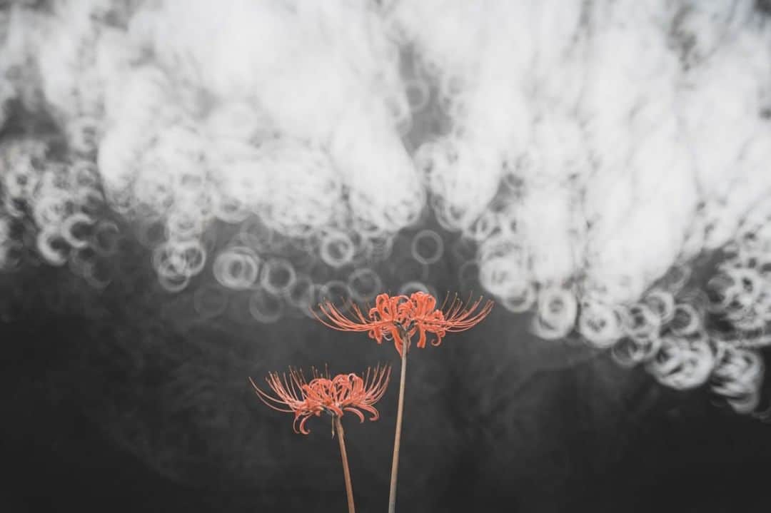 花の写真館のインスタグラム：「Photo by 児玉 和也.⠀ https://www.facebook.com/kazuya.kodama.33⠀ .⠀ Original Post[投稿頂いたURL]⠀ https://www.facebook.com/photo.php?fbid=2490024314452988⠀ .⠀ 本アカウントは、 #私の花の写真 をつけてInstagramに投稿された皆さまの花の写真や、「花の写真館」Facebookページで投稿された花の写真を紹介します。⠀ 「花の写真館」Facebookページは、「 @floral.photograph 」のプロフィールにあるURLからご覧ください。⠀ .⠀ #花の写真館 #floralphotograph #floralphoto #flower #flowers⠀ Follow: @floral.photograph」