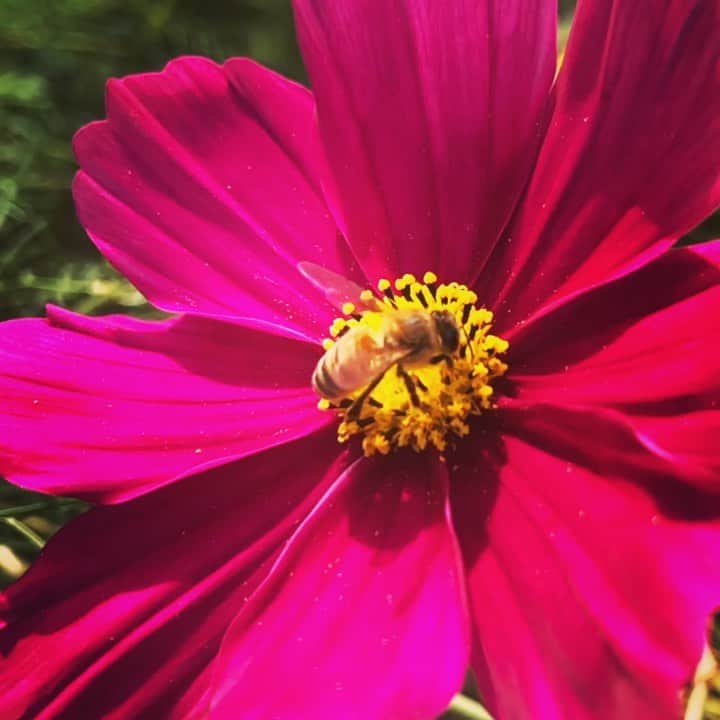 武井優心のインスタグラム：「この前のMV撮影のコスモス畑にて。  #蜂と花の関係っていいよね #お互い生きる為に必要とし合ってる #素敵な関係 #スローモーション」
