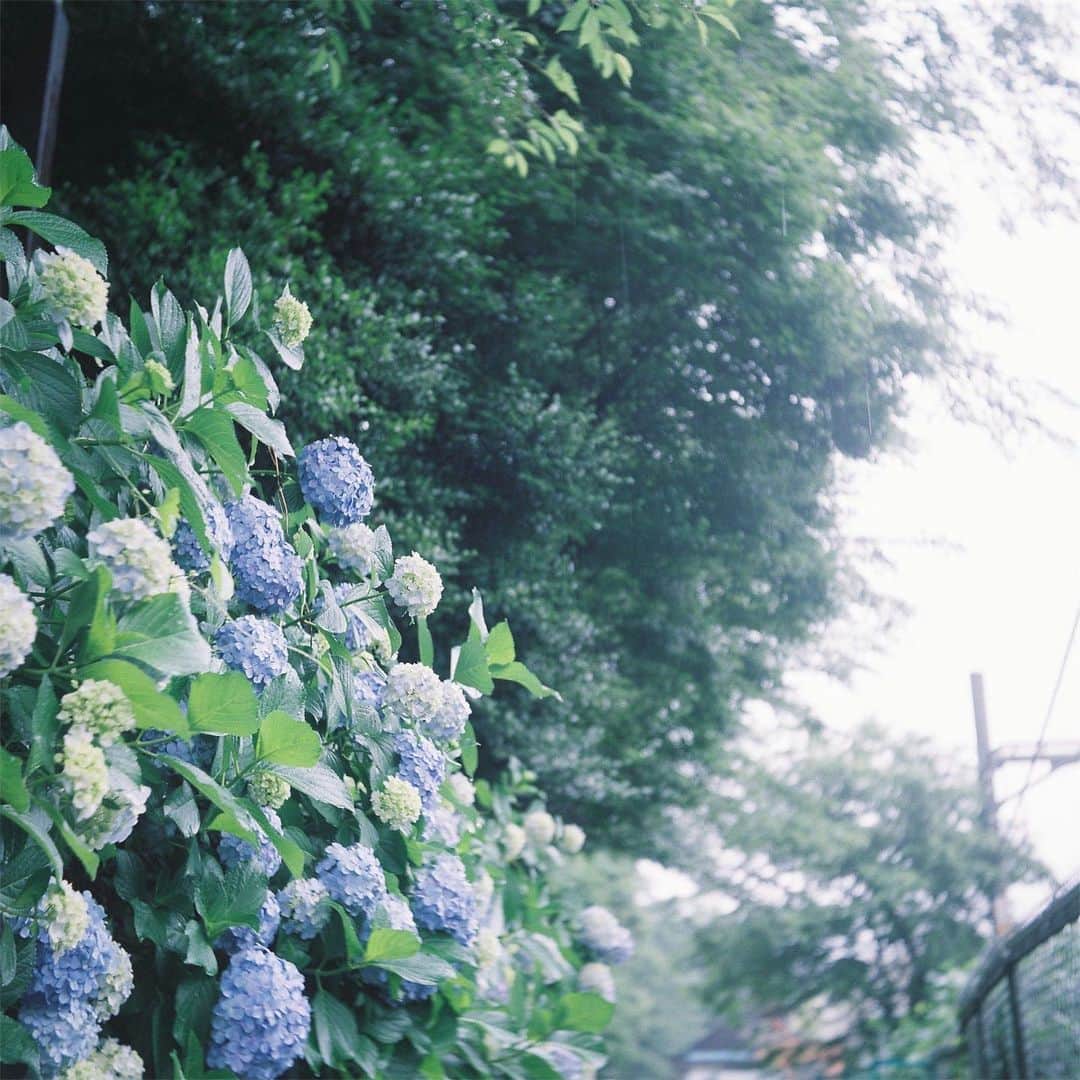 わっち☆ wacchiのインスタグラム：「* 君がくれた勇気だから  君のために使いたいんだ  #紫陽花 #hydrangea #花 #flowers #青 #blue #玉ボケ #bokeh #yashicaflex #二眼レフ #フィルム #film #フィルム写真 #filmphotography #フィルムカメラ #filmcamera #latergram #ishootfilm #instagood #lovefilm #RECO_IG #igers #igersjp #instagramjapan #ig_photooftheday #hueart_life #indies_gram」