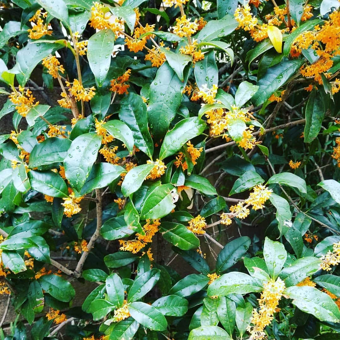 谷口キヨコのグルメインスタ