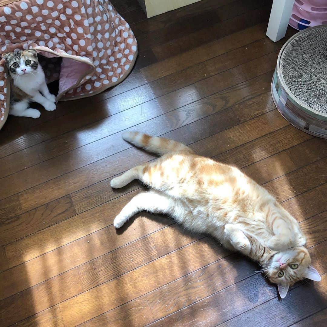 コテツさんのインスタグラム写真 - (コテツInstagram)「2019/10/19 日向ぼっこじいさんと それを猫用こたつから見てる おはつ ホカペ出そうとしてるけど 汗だく💦 . #にゃんと素敵なひととき  #sippo写真展に参加したい  #朝ワンコ夕ニャンコ #カイゲン癒し顔フォトコンテスト #おしっこチェックプロジェクト  #22日はおしっこチェックpeco @editorial_company.pad  #ふわふわもふもふ写真動画集」10月19日 12時31分 - kotetuchan