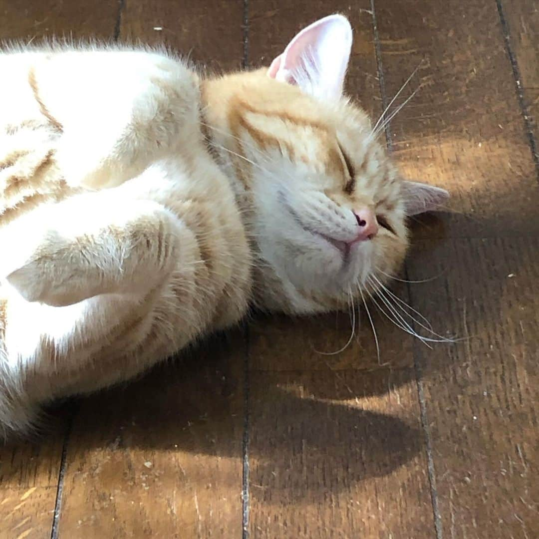 コテツさんのインスタグラム写真 - (コテツInstagram)「2019/10/19 日向ぼっこじいさんと それを猫用こたつから見てる おはつ ホカペ出そうとしてるけど 汗だく💦 . #にゃんと素敵なひととき  #sippo写真展に参加したい  #朝ワンコ夕ニャンコ #カイゲン癒し顔フォトコンテスト #おしっこチェックプロジェクト  #22日はおしっこチェックpeco @editorial_company.pad  #ふわふわもふもふ写真動画集」10月19日 12時31分 - kotetuchan