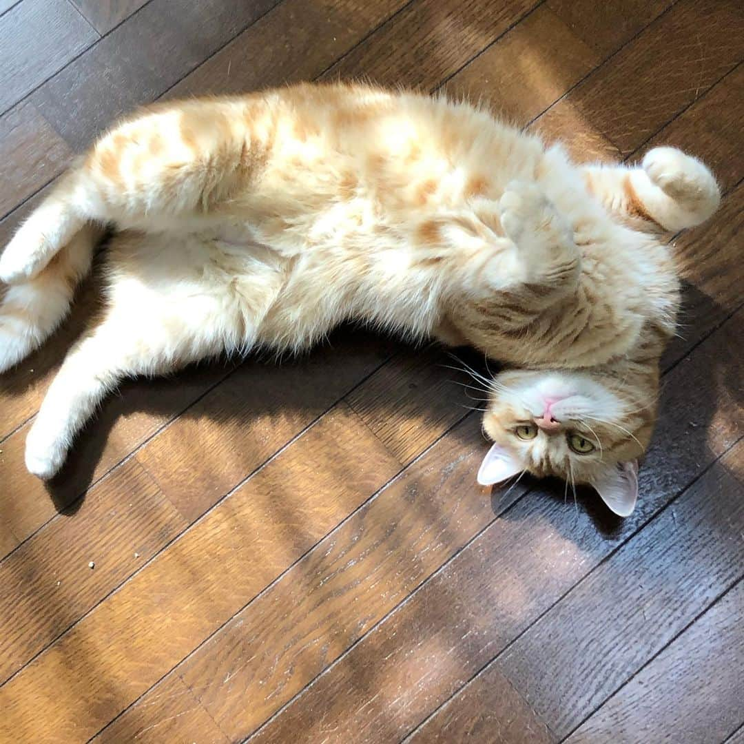 コテツさんのインスタグラム写真 - (コテツInstagram)「2019/10/19 日向ぼっこじいさんと それを猫用こたつから見てる おはつ ホカペ出そうとしてるけど 汗だく💦 . #にゃんと素敵なひととき  #sippo写真展に参加したい  #朝ワンコ夕ニャンコ #カイゲン癒し顔フォトコンテスト #おしっこチェックプロジェクト  #22日はおしっこチェックpeco @editorial_company.pad  #ふわふわもふもふ写真動画集」10月19日 12時31分 - kotetuchan