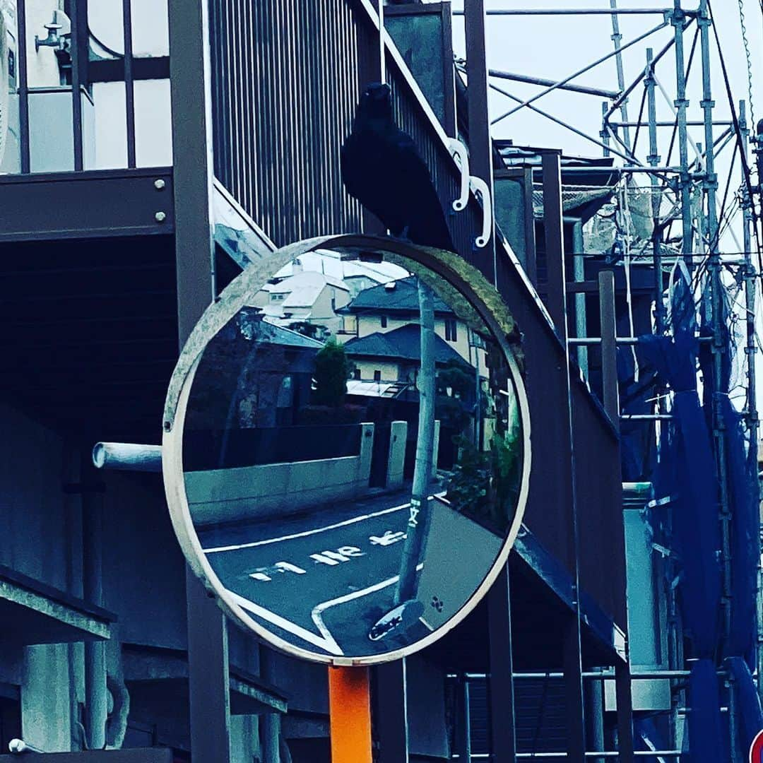 中野敬久さんのインスタグラム写真 - (中野敬久Instagram)「#crow #stop #mirror #construction #止まれ #とまってる #カラス」10月19日 12時36分 - hirohisanakano