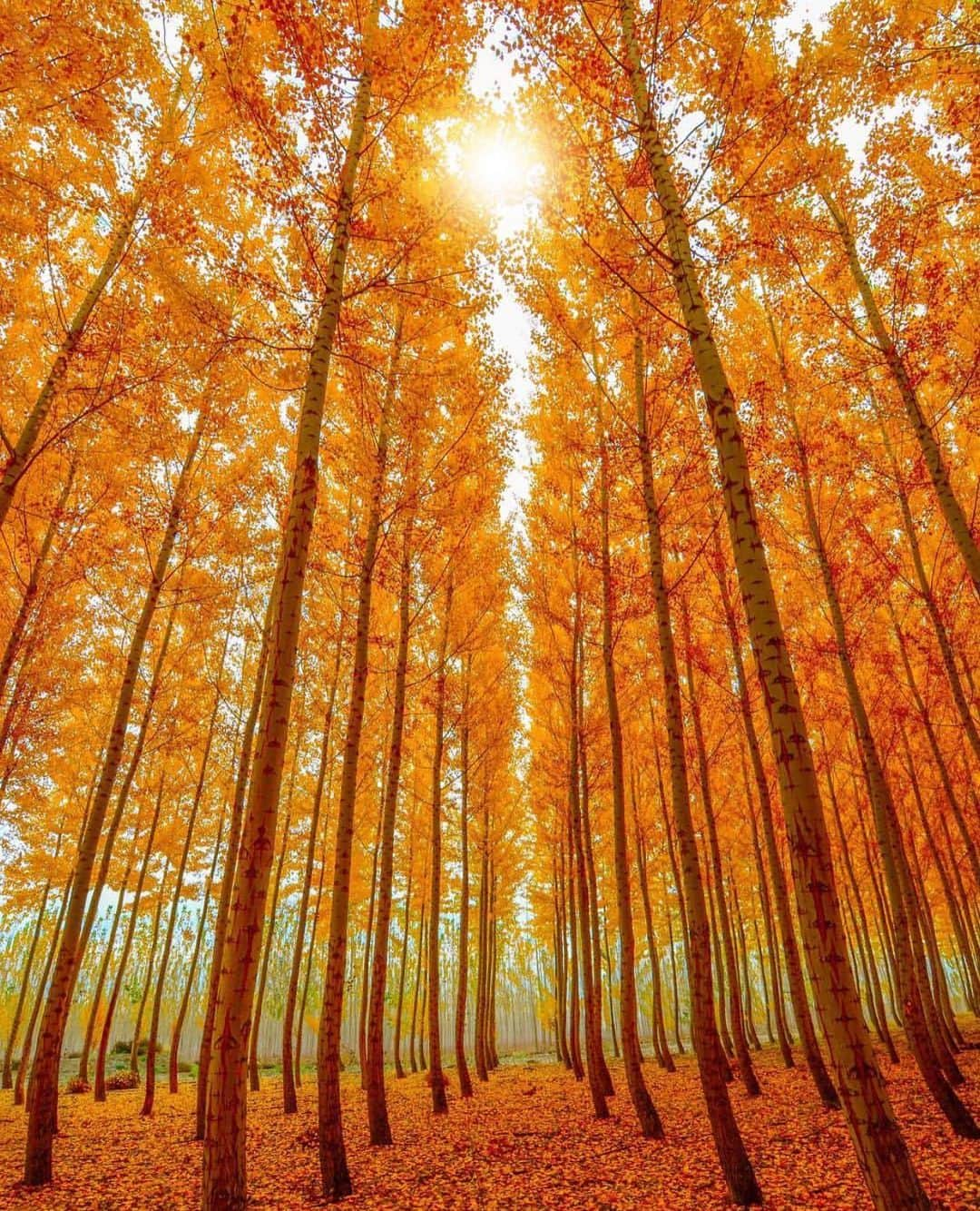 Wonderful Placesさんのインスタグラム写真 - (Wonderful PlacesInstagram)「Golden fall colors in Boardman - Oregon✨🍁🍁🍁✨ . Picture by ✨✨@cbezerraphotos✨✨ #wonderful_places for a feature 💛」10月19日 12時36分 - wonderful_places