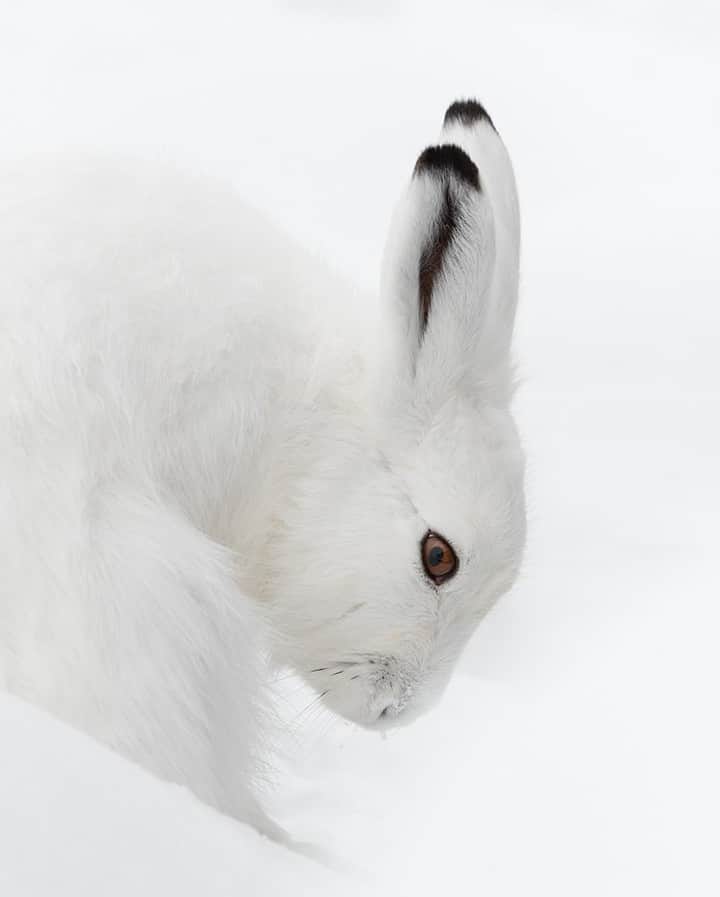 National Geographic Travelさんのインスタグラム写真 - (National Geographic TravelInstagram)「Photo by @DaisyGilardini | Arctic hares live in the tundra biome above the tree line and are mainly herbivorous. As with many other cold climate animals, their body is well adapted to cope with extreme temperatures. Arctic hares, like this one in Churchill, Canada, have a relatively low surface-area-to-volume ratio. Compared to other hares, they have shorter legs and ears and a stockier body. Even though 20 percent of their body mass is fat for insulation, what really keeps them warm is their thick fur. More southerly populations change to a blue-gray color in the summer in order to camouflage themselves with their surroundings, while northern populations stay white year-round. Follow me @DaisyGilardini for more images and stories behind the scenes. #Arctic #hare #arctichare #cute」10月19日 13時02分 - natgeotravel