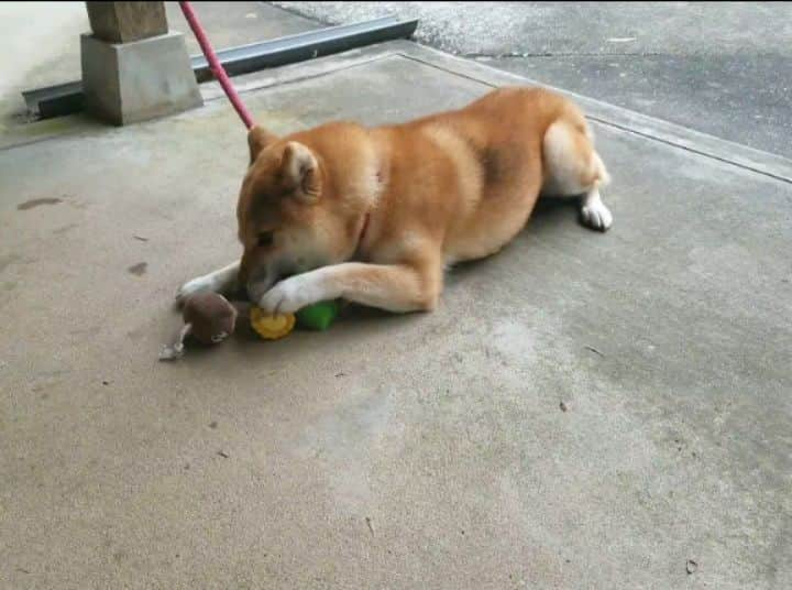 柴犬たま Shibainu Tamaのインスタグラム