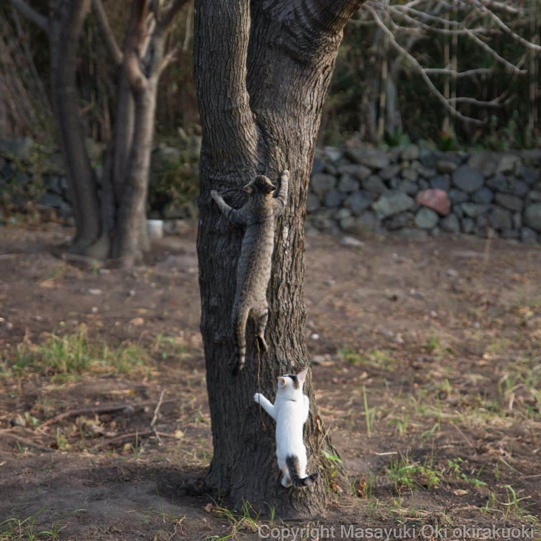 Masayukiさんのインスタグラム写真 - (MasayukiInstagram)「見よう見まね。  #cat #ねこ」10月19日 13時58分 - okirakuoki