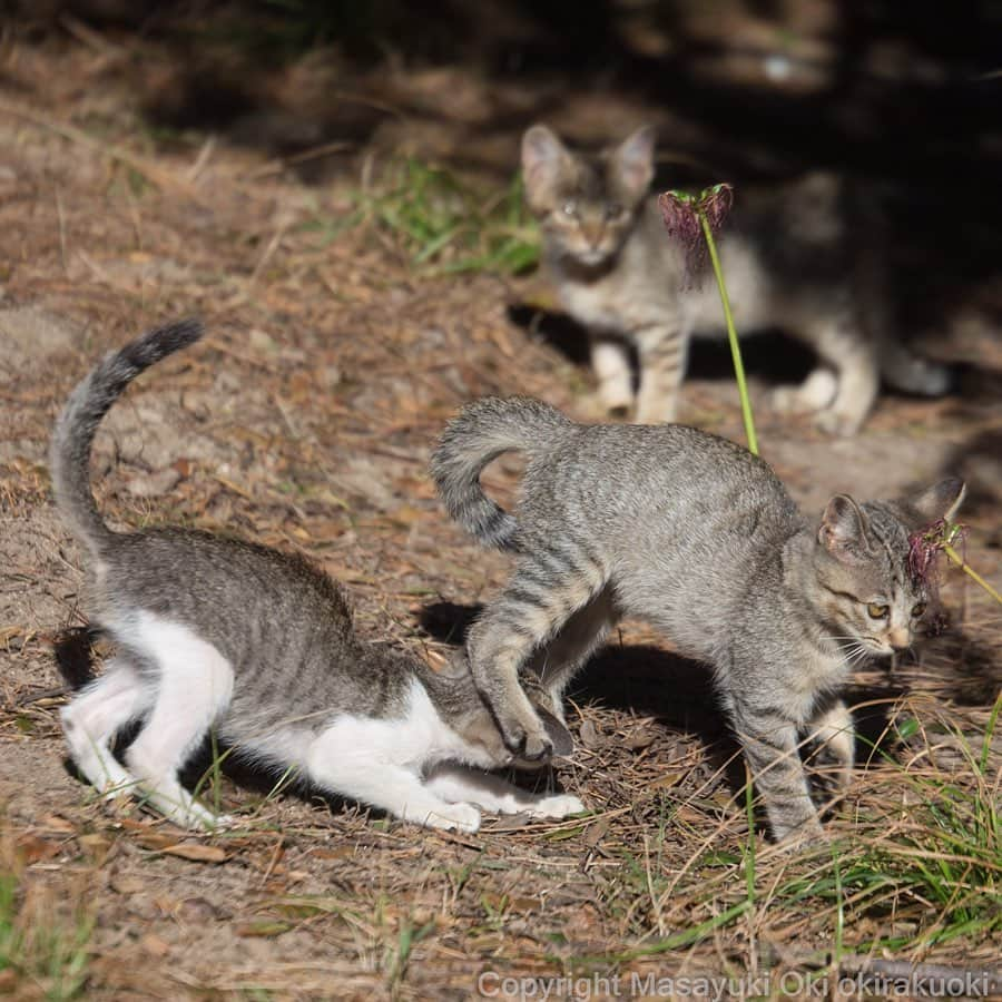 Masayukiさんのインスタグラム写真 - (MasayukiInstagram)「悪気はない。  #cat #ねこ」10月19日 19時36分 - okirakuoki