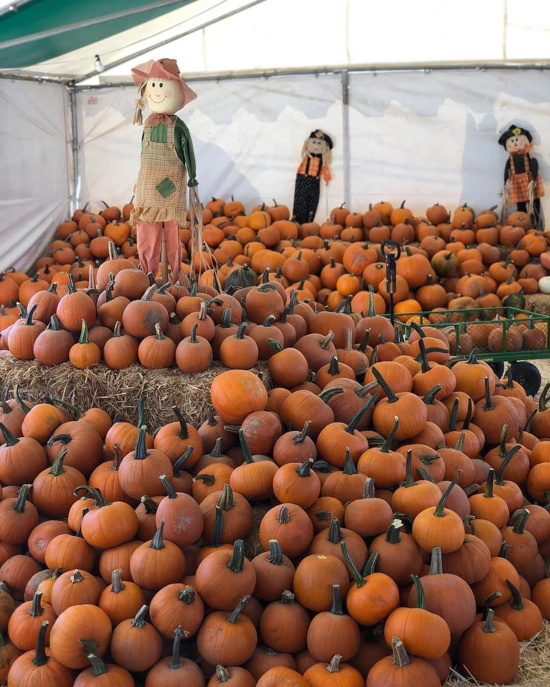 前田健太さんのインスタグラム写真 - (前田健太Instagram)「🎃👻🎃 LAの街はハロウィンの準備が始まってます。笑 かぼちゃだらけ🎃 #pumpkin #パンプキン #かぼちゃ #大量のかぼちゃ #ハロウィン」10月19日 14時39分 - 18_maeken