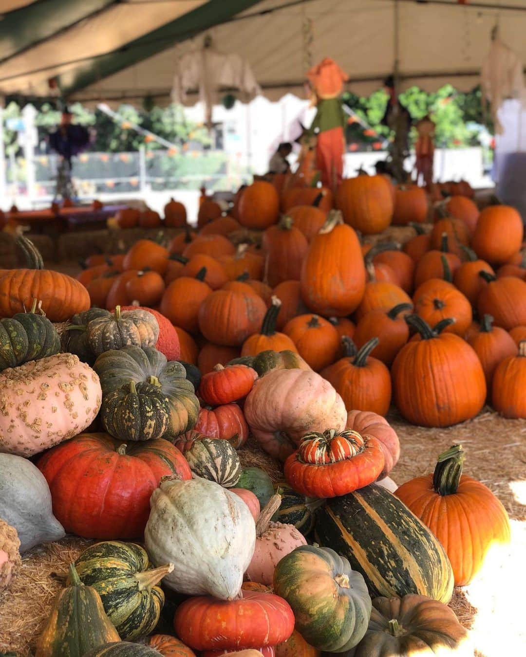 前田健太さんのインスタグラム写真 - (前田健太Instagram)「🎃👻🎃 LAの街はハロウィンの準備が始まってます。笑 かぼちゃだらけ🎃 #pumpkin #パンプキン #かぼちゃ #大量のかぼちゃ #ハロウィン」10月19日 14時39分 - 18_maeken