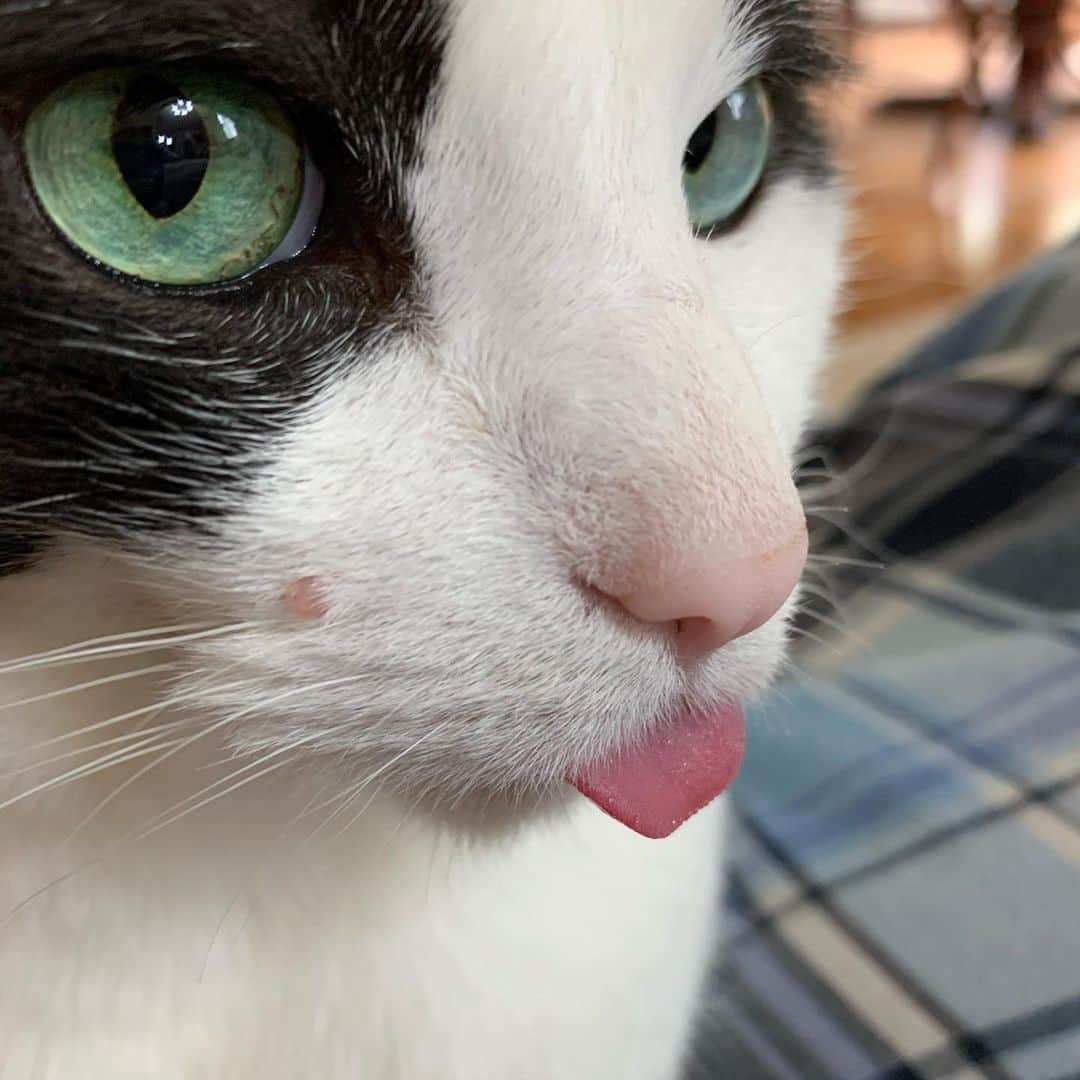 野間美由紀のインスタグラム：「舌しまい忘れ猫👅🐱」