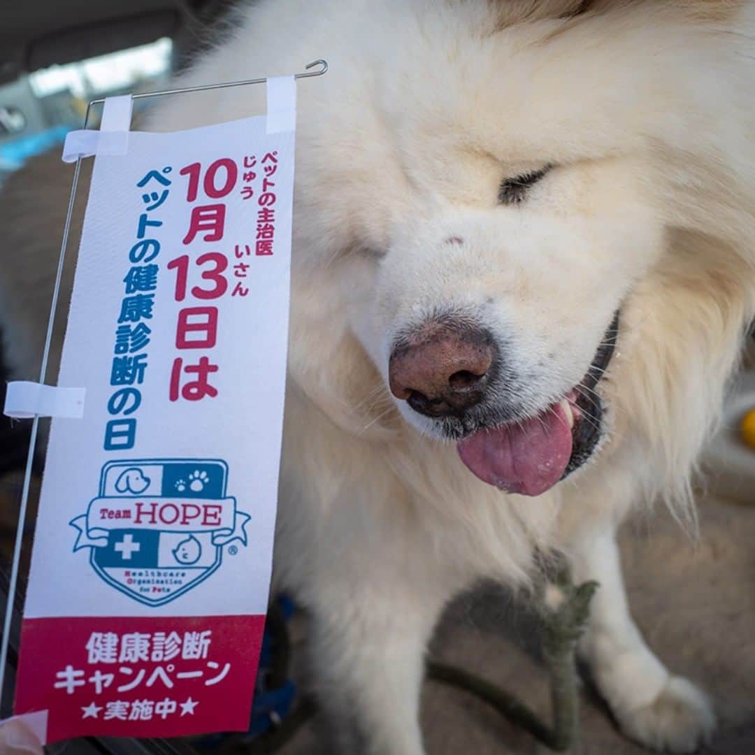 わさおのインスタグラム：「健康診断の季節到来！  #busakawa #longhair #longcoat #akitainu #dog #wasao #ぶさかわ #長毛 #秋田犬 #わさお  #TeamHOPE #チームホープ #ペットの健康診断の日」