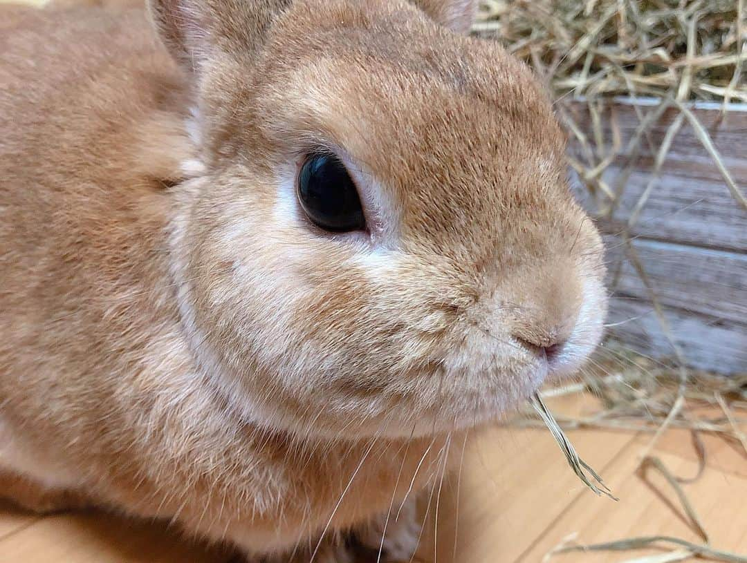 ラン?さんのインスタグラム写真 - (ラン?Instagram)「チモチモ♡チモチモ♡ 土アップ土曜日₍ᐢ｡•༝•｡ᐢ₎ また撮ってるの？っ顔で見られました😊笑 ☆ ママんはお仕事です( ´•ω•` ) あと少しがんばりますっ！ ☆ #うさぎ #ネザーランドドワーフ #rabbit #bunny #bunnystagram  #rabbitstagram  #cute  #かわいい #ふわもこ部  #もふもふ  #zip写真部  #アニマル写真部 #instagramjapan #netherlanddwarf #うさぎと暮らす  #うさぎのいる暮らし #癒し #kawaii #ランちゃん  2019.10.19」10月19日 15時02分 - mofumofuusako