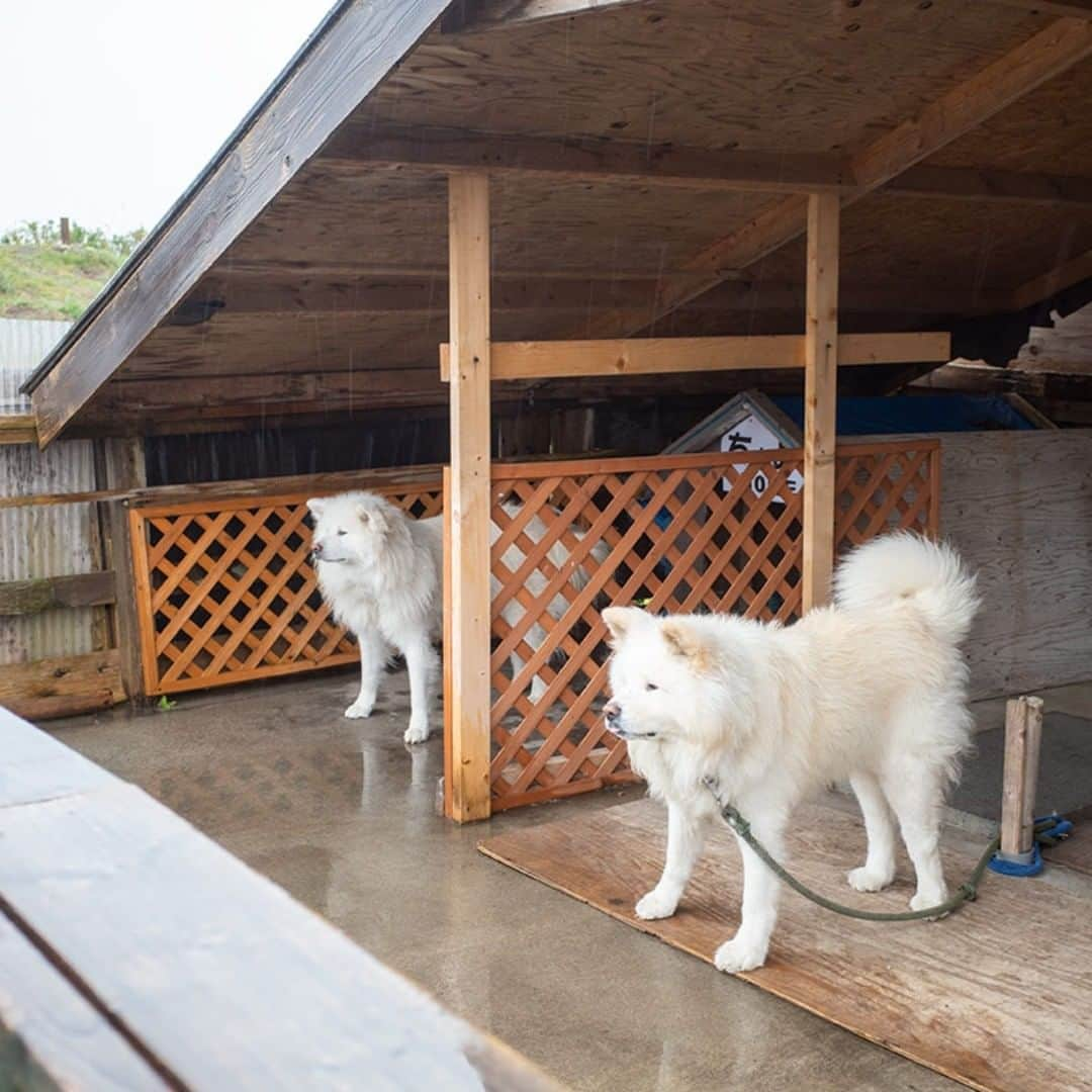 わさおさんのインスタグラム写真 - (わさおInstagram)「"rainy." "ya, rainy." ぽつぽつり しとしとぽつり ぴちょんぽちょん  #busakawa #longhair #longcoat #akitainu #dog #wasao #ぶさかわ #長毛 #秋田犬 #わさお #chome #ちょめ」10月19日 15時13分 - wasao_official